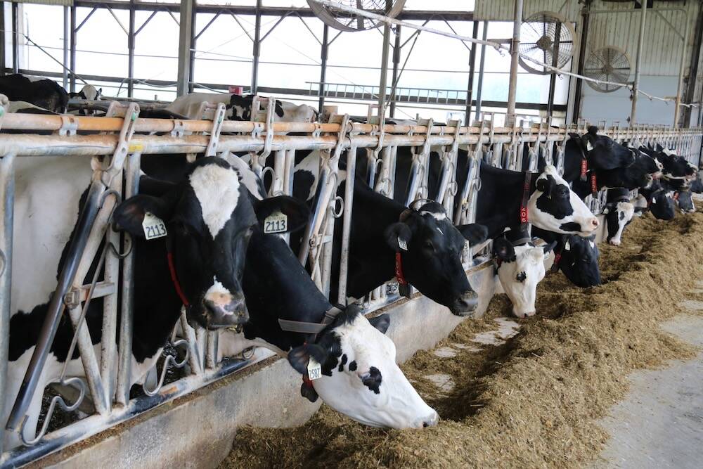 How Much Do Dairy Farmers Get Paid In Canada?